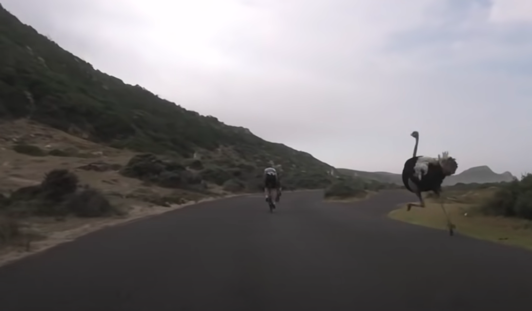 ostrich chase cyclist 1