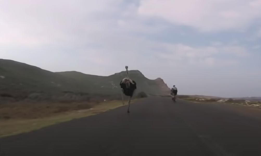 ostrich chase cyclist 3