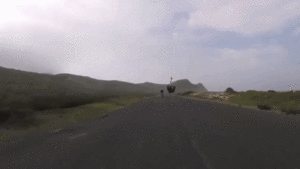 【サイクリストは要注意】ロードバイクを超高速で追う生き物...