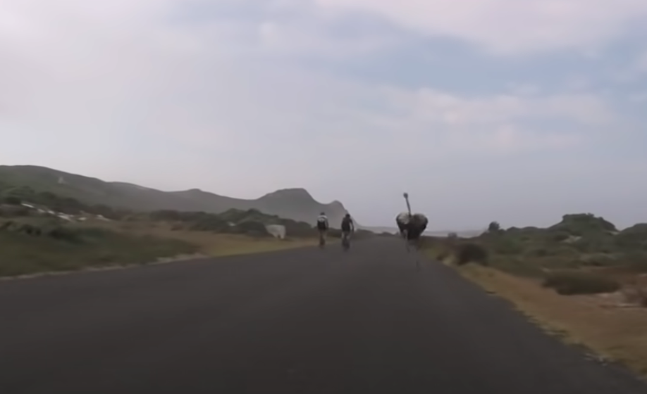 ostrich chase cyclist 4