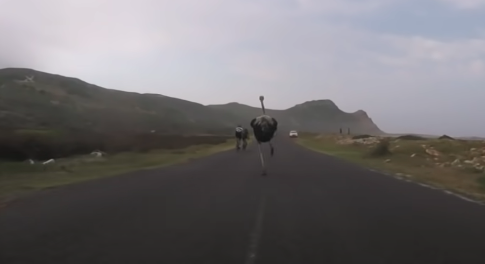 ostrich chase cyclist